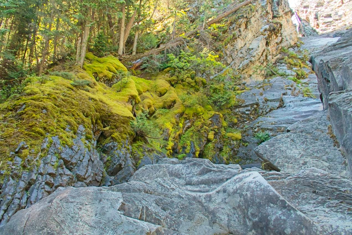 Moss at Perry Creek Falls                      