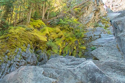Moss at Perry Creek Falls                      