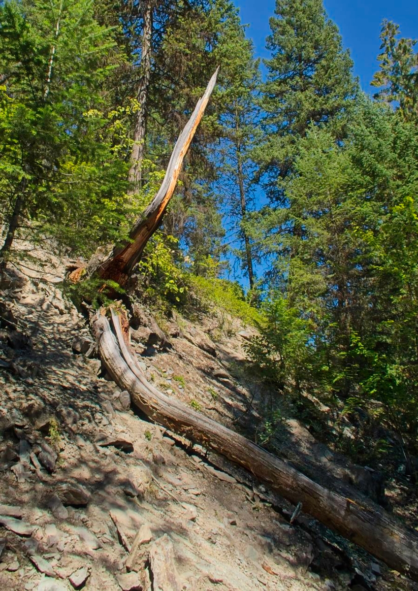                 Tree at Perry Creek Falls               
