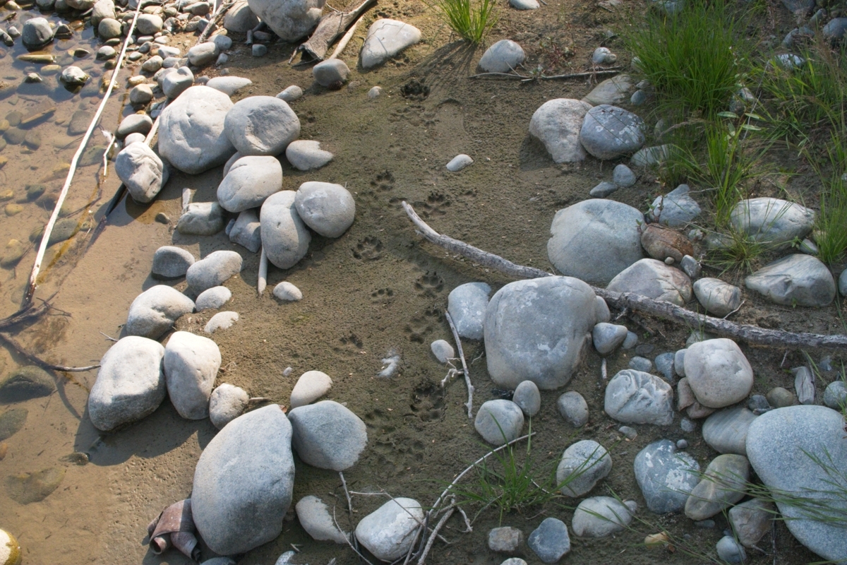 Who's footprints?                 
