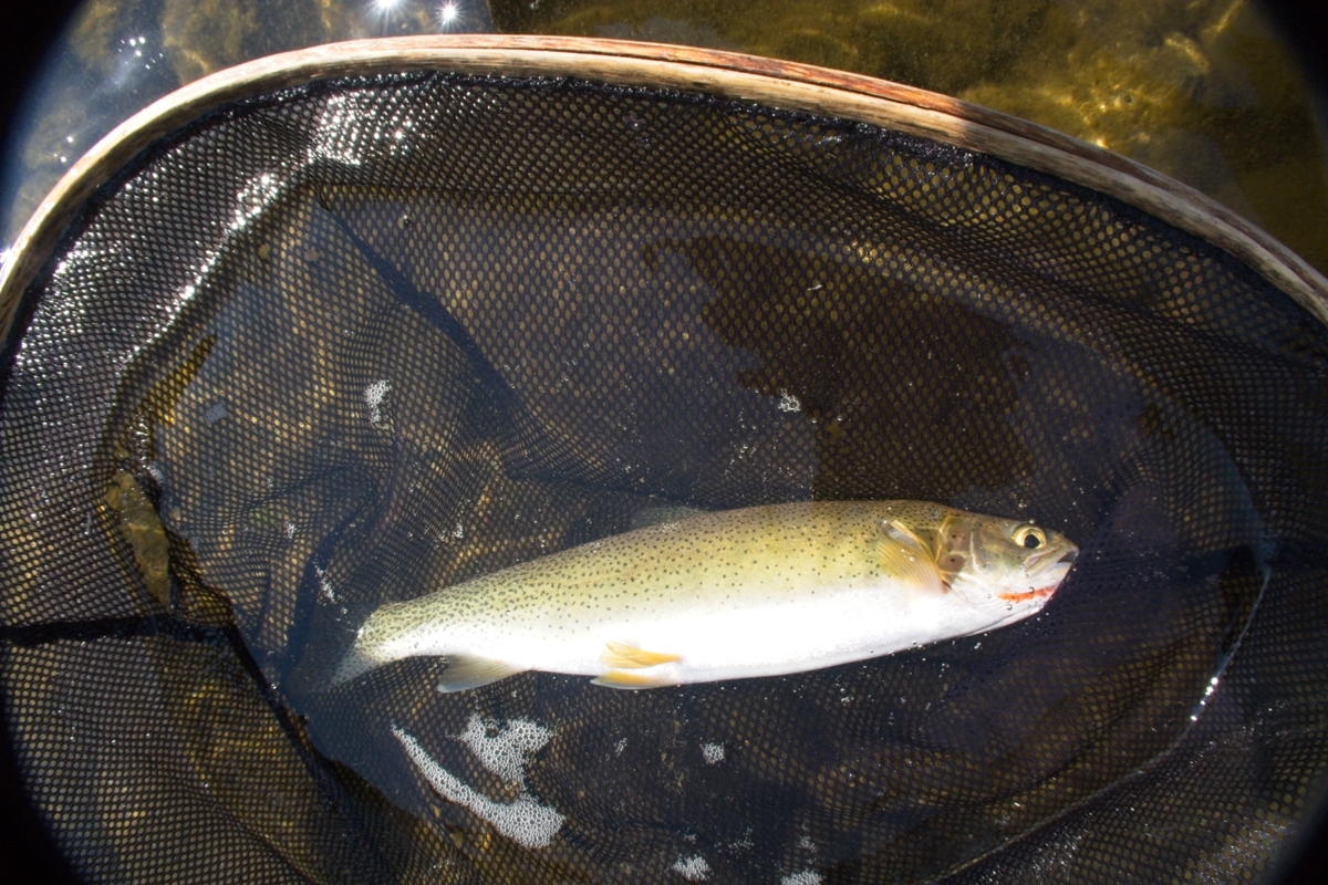 Trout