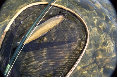 White Mountain Fish ??