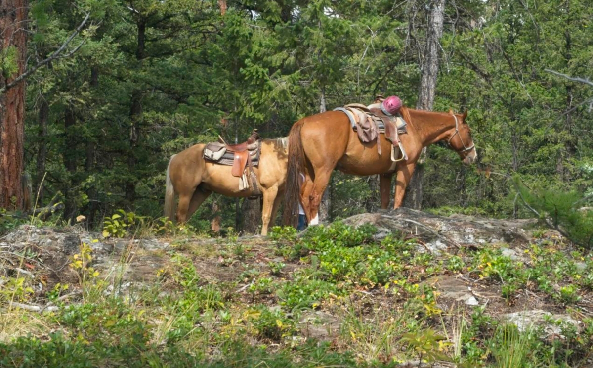 Horses on Mothers Day Peak
