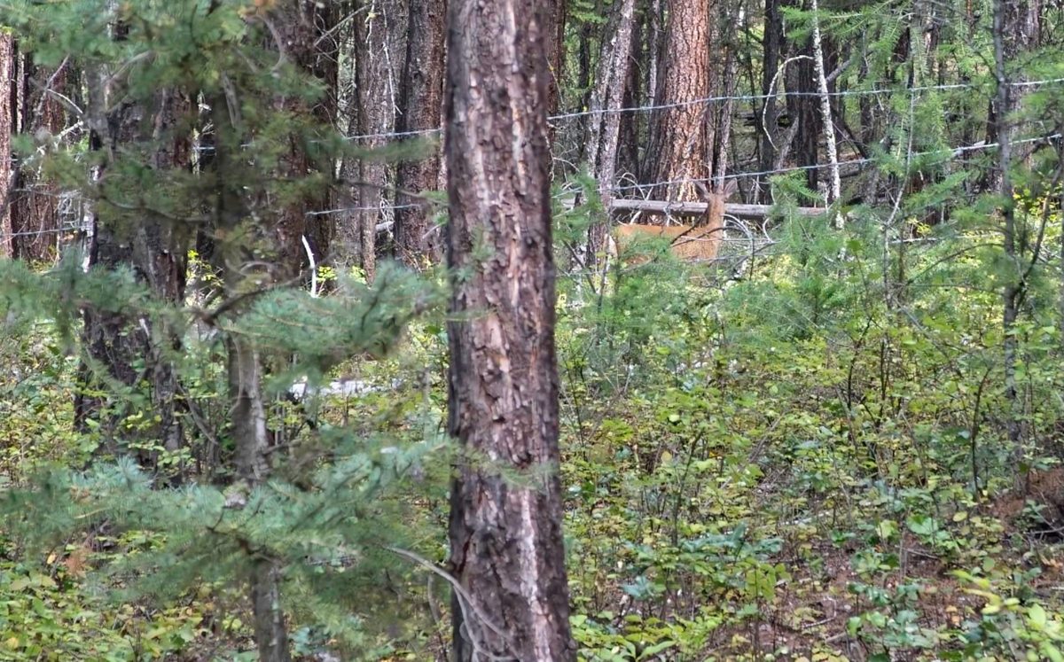 Spotted a deer whilst walking back to ranch