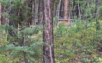 Spotted a deer whilst walking back to ranch