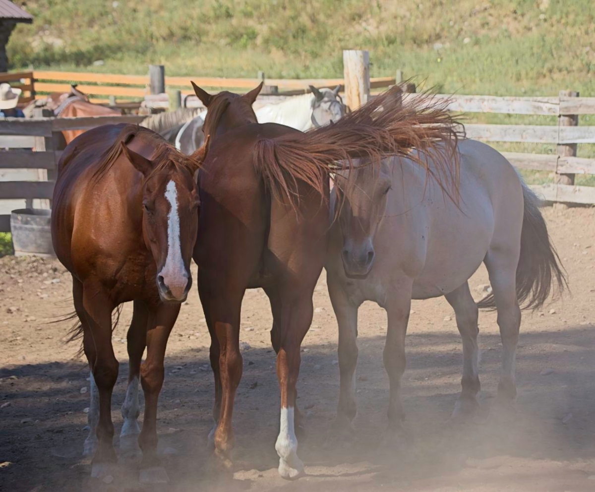 Cooperative tail Swishing