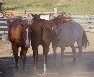 Cooperative tail Swishing
