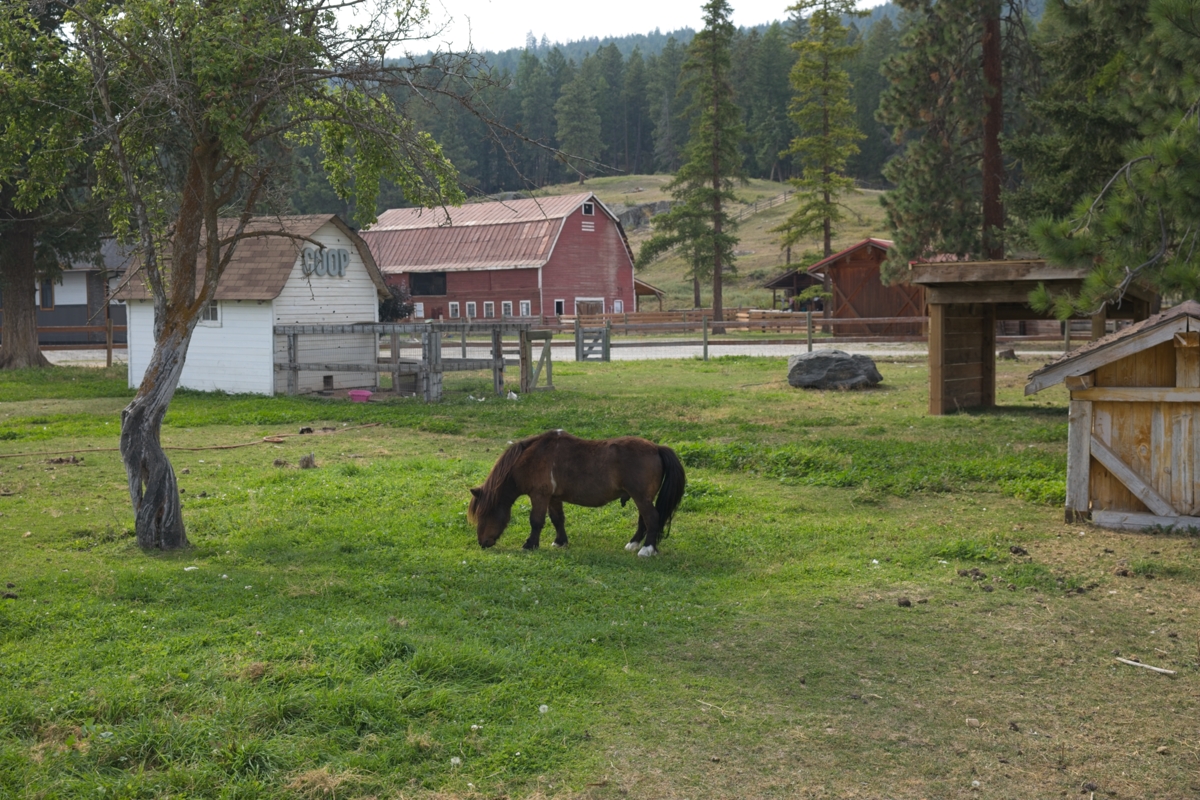 Little Pony