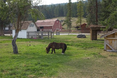 Little Pony