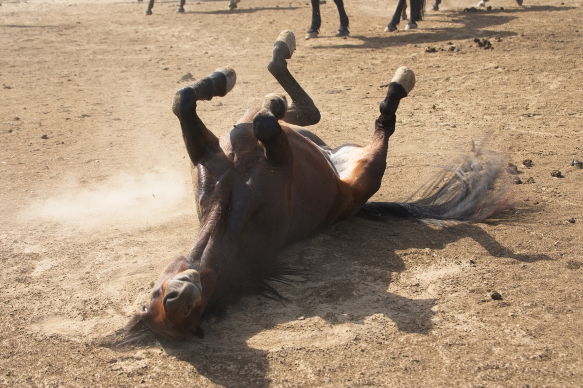 Dust bath