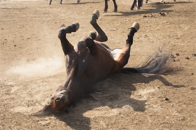 Dust bath