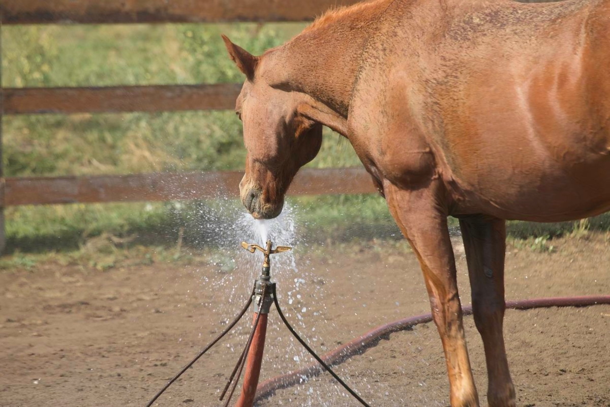 You can take a horse.....