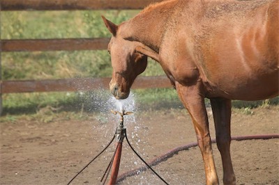 You can take a horse.....