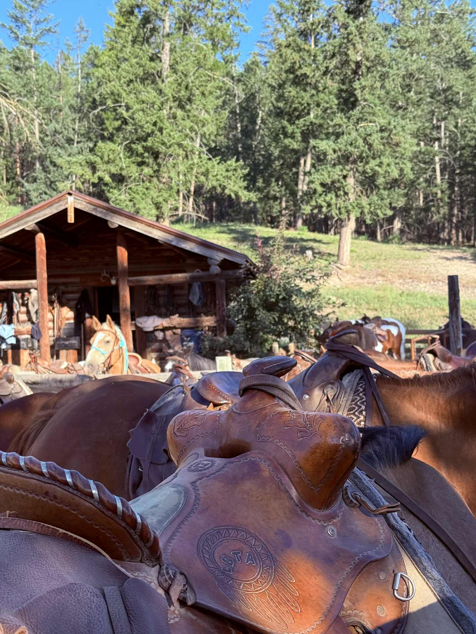 Picture of a horses saddle